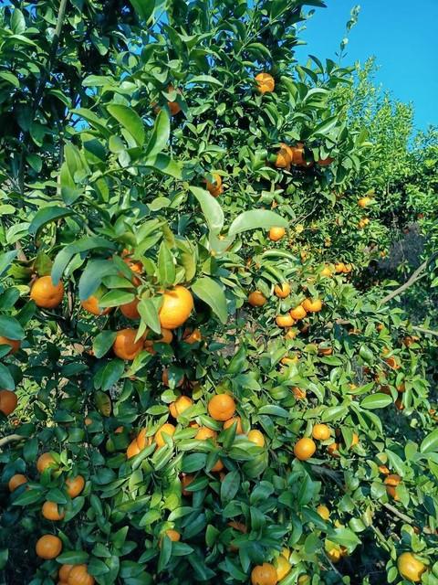 柑橘树膨果期的秘密：施肥、浇水、授粉、除虫一应俱全