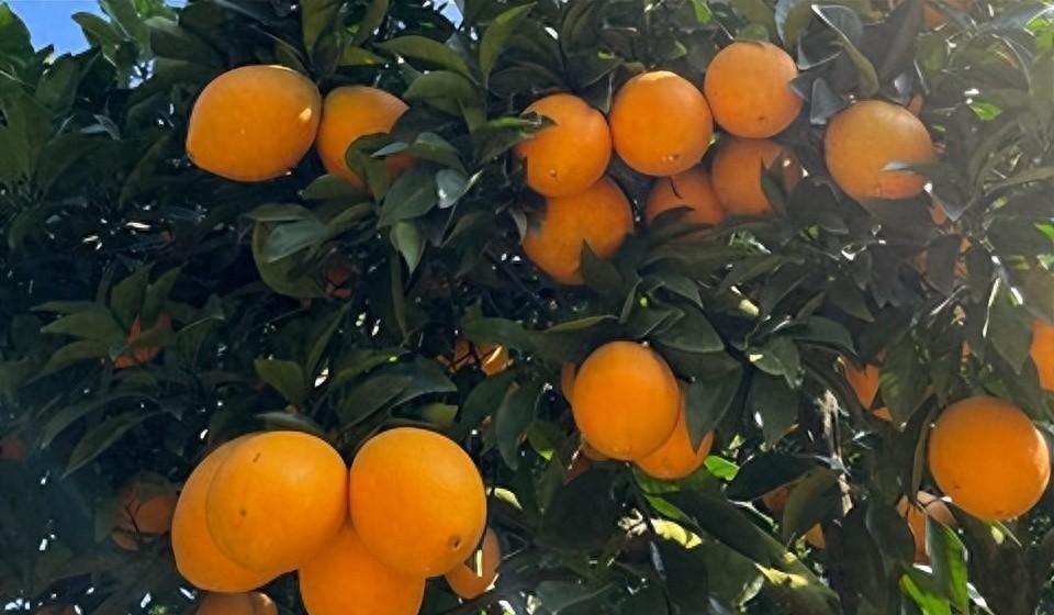 赣南脐橙价格变迁：果园与市场的差异及背后原因