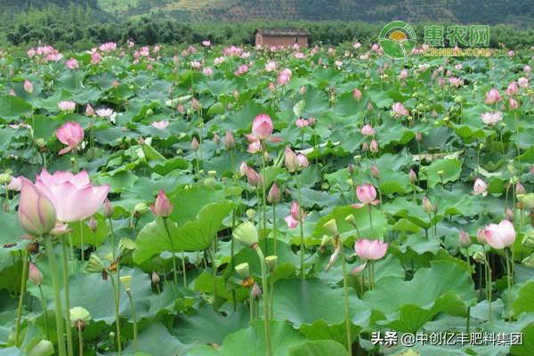 图片[1]-荷花花期养护指南：让你的荷花美丽绽放-安远脐橙网-江西赣南脐橙批发、零售、代理综合信息平台