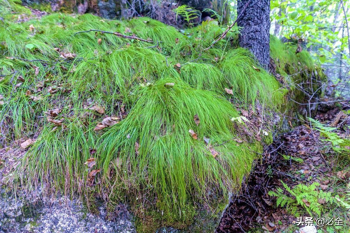 中国国际湿地公约指定的30处湿地及常用湿地植物种类和种植要求