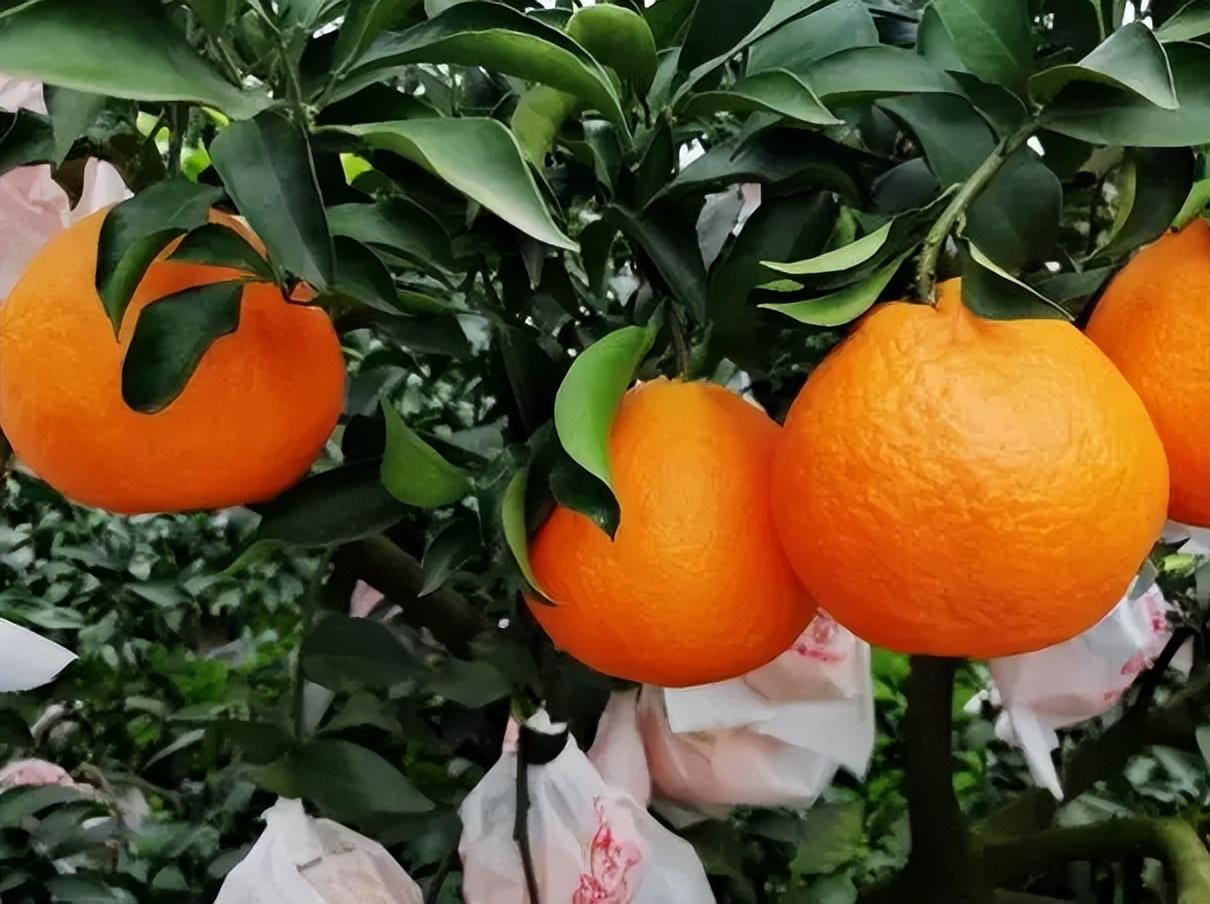 柑橘膨果转色秘籍：大户都爱的“ 菓色甜香方案”解析