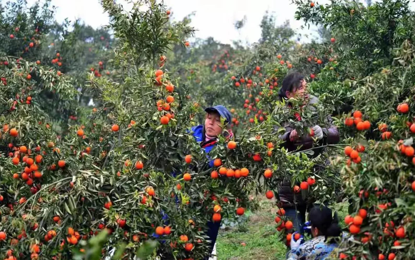 全国柑橘产地排行榜揭晓！从四川到浙江，十大产地盘点，哪个是你心中的最爱？