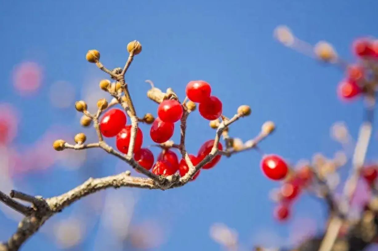 【重阳节茱萸避邪秘闻】东汉桓景传说揭秘，茱萸避瘟驱鬼的奥秘！