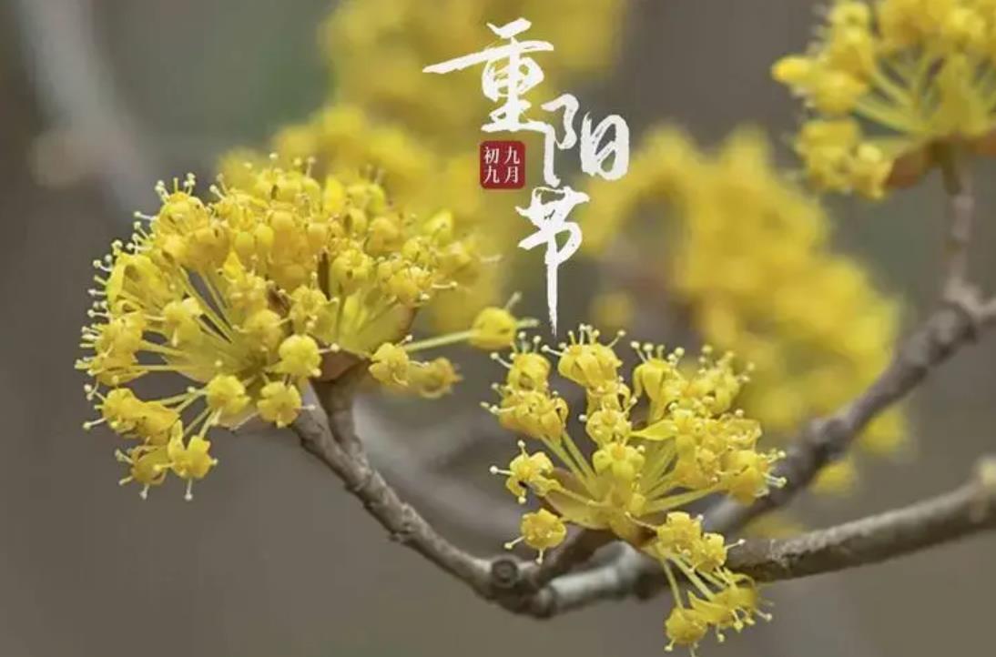 【重阳节茱萸避邪秘闻】东汉桓景传说揭秘，茱萸避瘟驱鬼的奥秘！