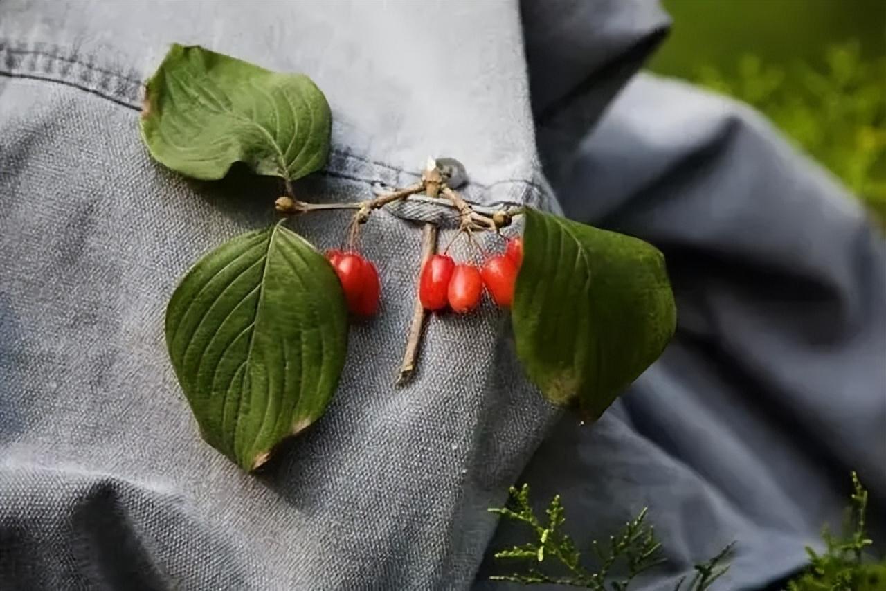 【重阳节茱萸避邪秘闻】东汉桓景传说揭秘，茱萸避瘟驱鬼的奥秘！