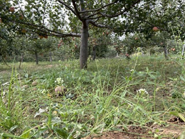 【背阴地果树种植指南】揭秘背阴地果树种植技巧，杨梅、猕猴桃等耐阴果树推荐！-安远脐橙网-江西赣南脐橙批发、零售、代理综合信息平台