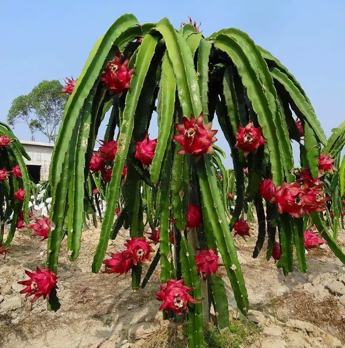 庭院果树种植指南：无花果、火龙果、百香果，三款快速结果果树推荐！