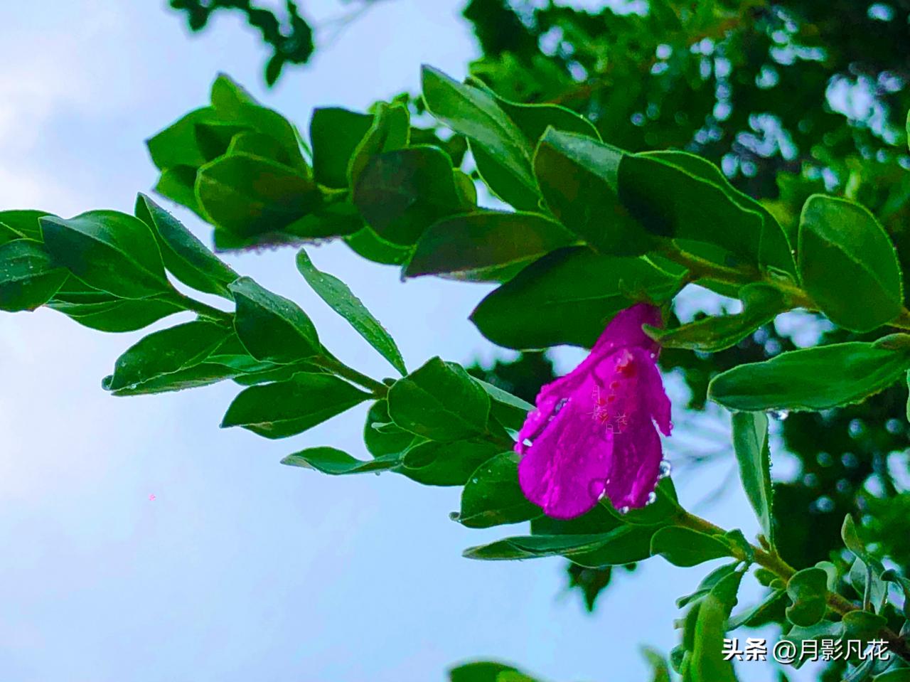 【预测风雨的神奇植物】红花玉芙蓉：坚韧之美与神秘传说