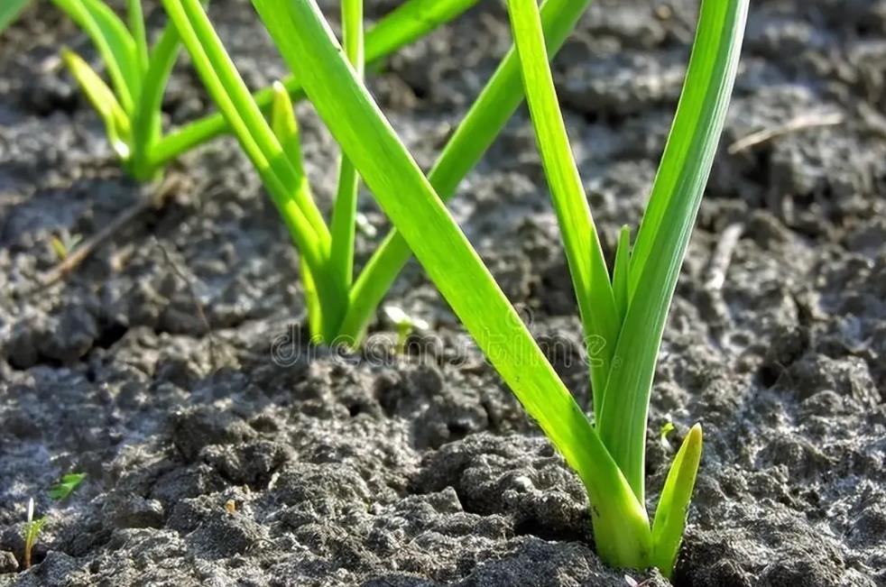 【南方蒜苗种植攻略】蒜苗生长管理技巧：出苗、松土、施肥全解析