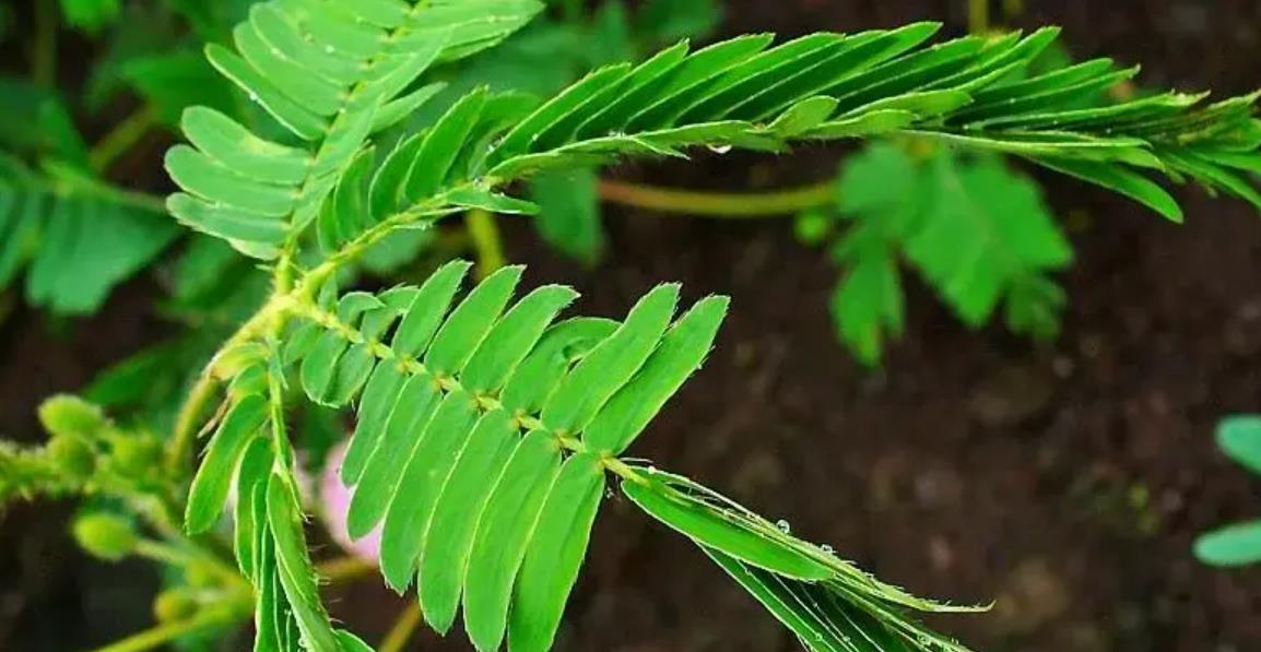 图片[2]-【含羞草害羞之谜】探索含羞草生物学原理、生理机制及生态适应机制-安远脐橙网-江西赣南脐橙批发、零售、代理综合信息平台