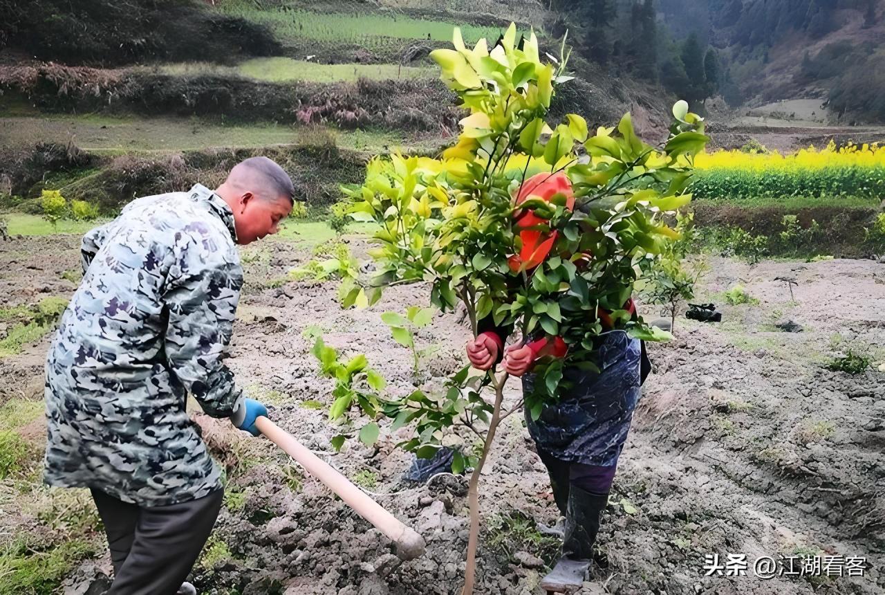 【果树移栽时间大揭秘】冬季vs春季，哪个季节移栽最关键？