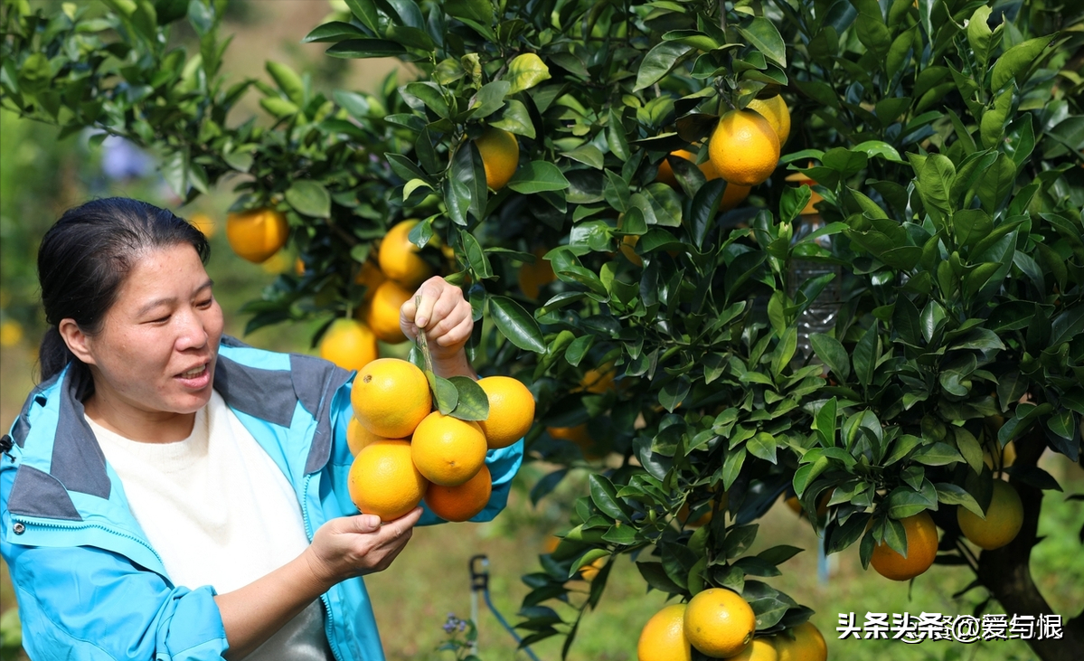 图片[3]-【赣南脐橙、秭归橙、廉江红橙…】揭秘全国最出名的几大脐橙产地，尝鲜甜蜜生活！-安远脐橙网-江西赣南脐橙批发、零售、代理综合信息平台