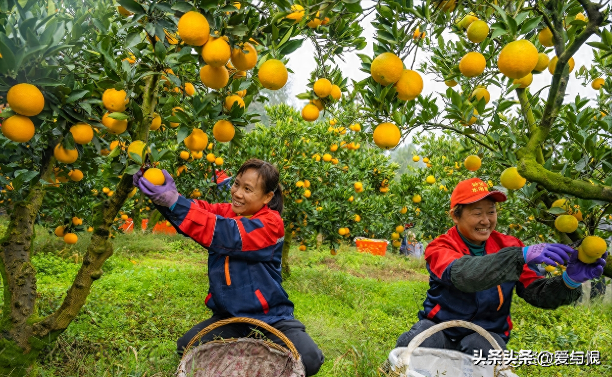 图片[1]-【赣南脐橙、秭归橙、廉江红橙…】揭秘全国最出名的几大脐橙产地，尝鲜甜蜜生活！-安远脐橙网-江西赣南脐橙批发、零售、代理综合信息平台