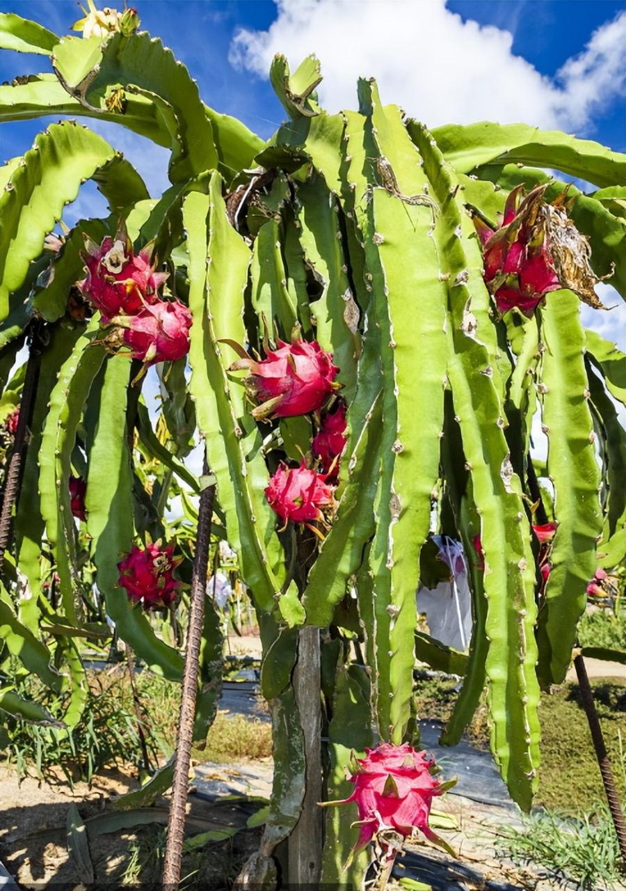 庭院果树种植指南：无花果、火龙果、百香果，三款快速结果果树推荐！