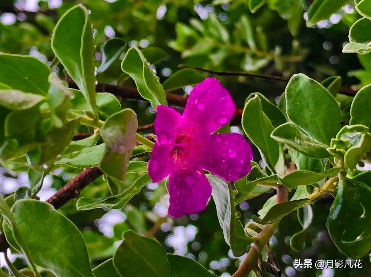 【预测风雨的神奇植物】红花玉芙蓉：坚韧之美与神秘传说