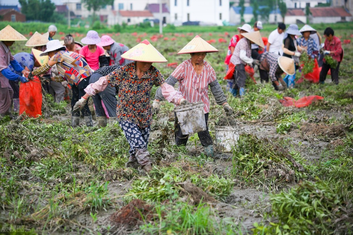 图片[4]-【耕地多样化种植指南】揭秘哪些作物可在耕地上种植，助力农民增收-安远脐橙网-江西赣南脐橙批发、零售、代理综合信息平台