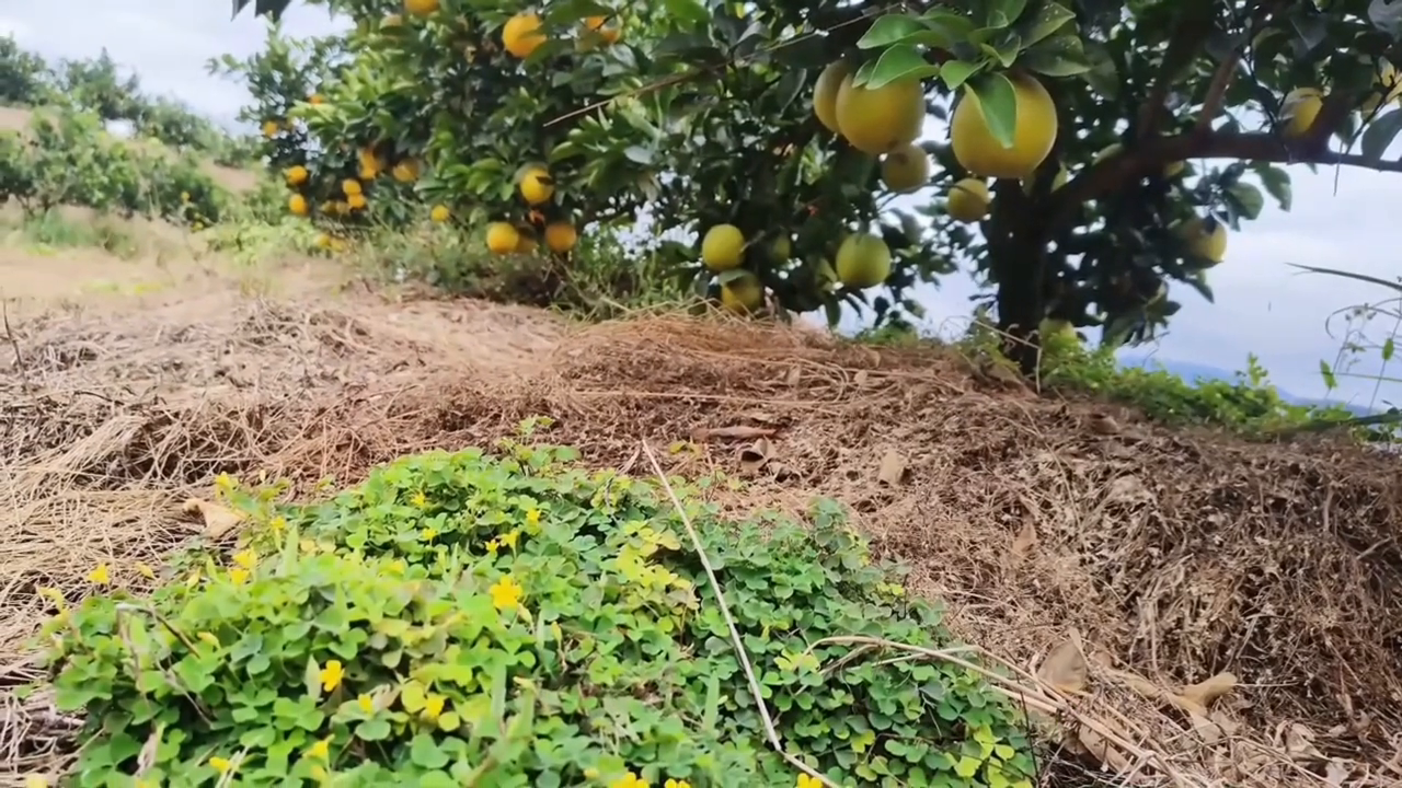 【赣南脐橙山间秘境】海拔两百米，稀土土壤孕育金黄果香！