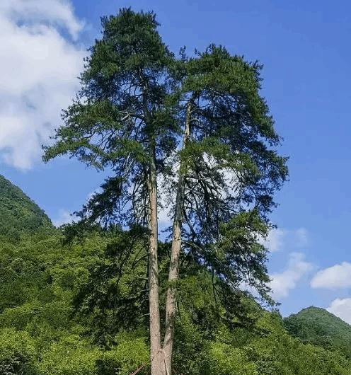 图片[17]-中国松属植物大全：樟子松、红松、美人松等23种松树盘点及特点-安远脐橙网-江西赣南脐橙批发、零售、代理综合信息平台