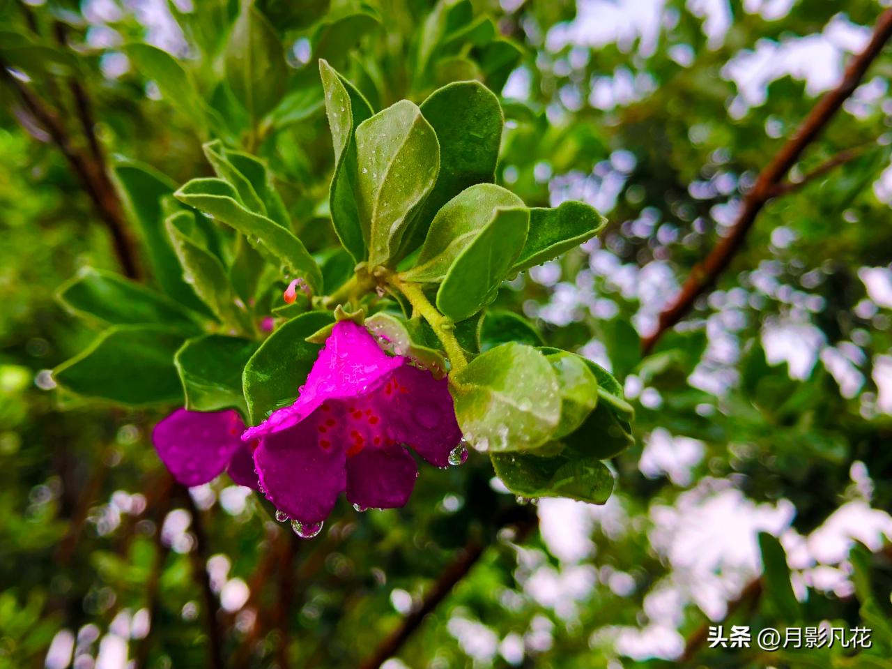 【预测风雨的神奇植物】红花玉芙蓉：坚韧之美与神秘传说