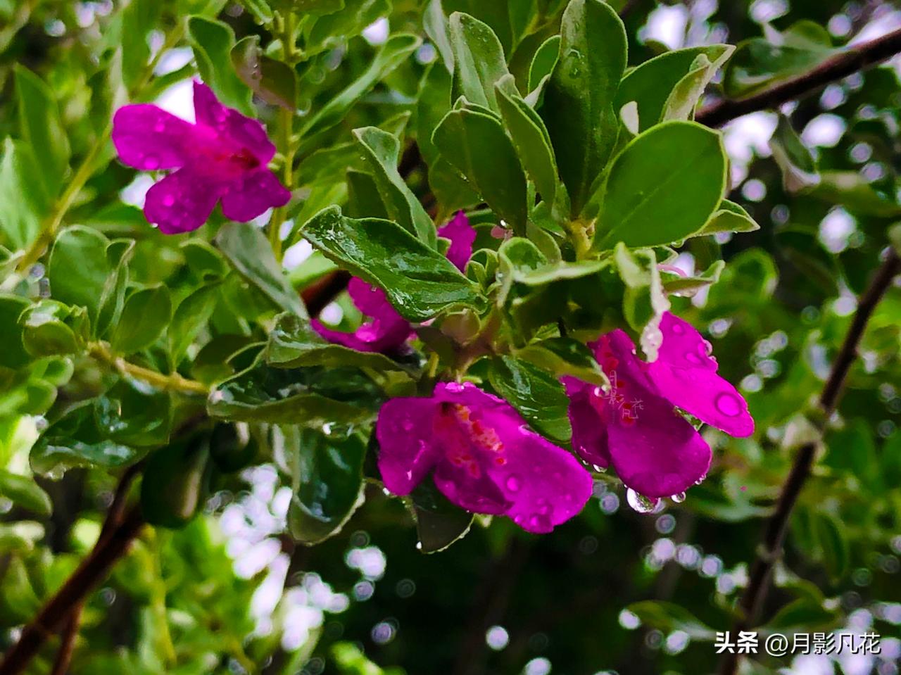 【预测风雨的神奇植物】红花玉芙蓉：坚韧之美与神秘传说