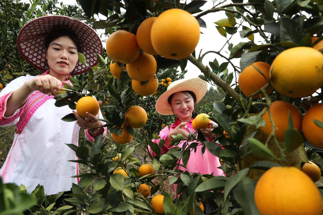 图片[1]-建瓯市脐橙种植技术攻略：高产优质栽培秘籍大公开！-安远脐橙网-江西赣南脐橙批发、零售、代理综合信息平台