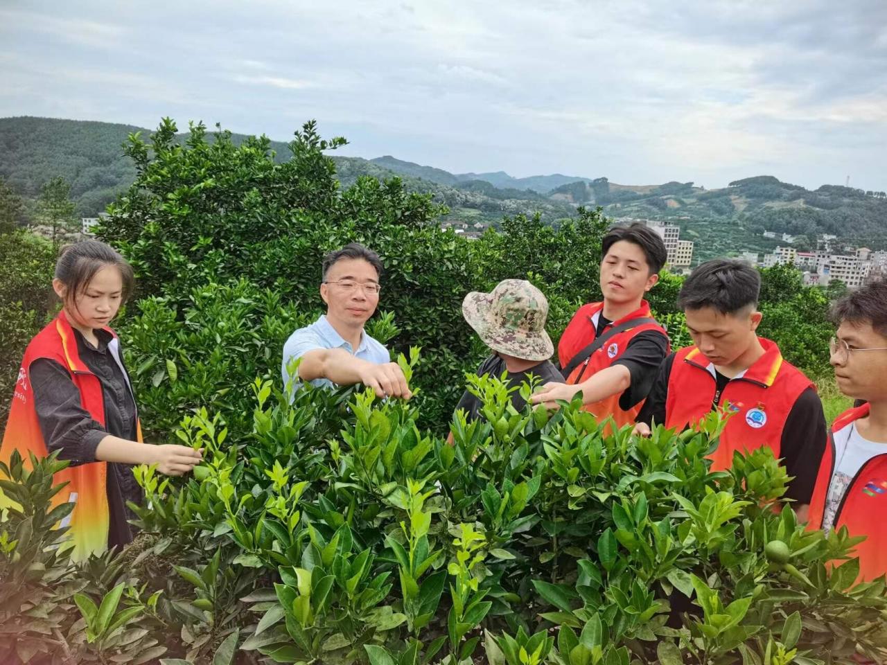 图片[4]-建瓯市脐橙种植技术攻略：高产优质栽培秘籍大公开！-安远脐橙网-江西赣南脐橙批发、零售、代理综合信息平台