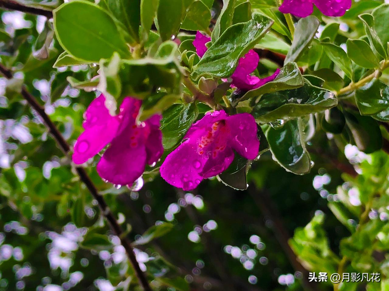 【预测风雨的神奇植物】红花玉芙蓉：坚韧之美与神秘传说