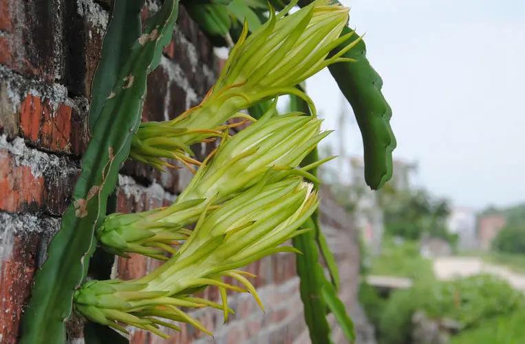 图片[3]-霸王花（火龙果花）全攻略：观赏、食用、药用价值及食用方法详解-安远脐橙网-江西赣南脐橙批发、零售、代理综合信息平台