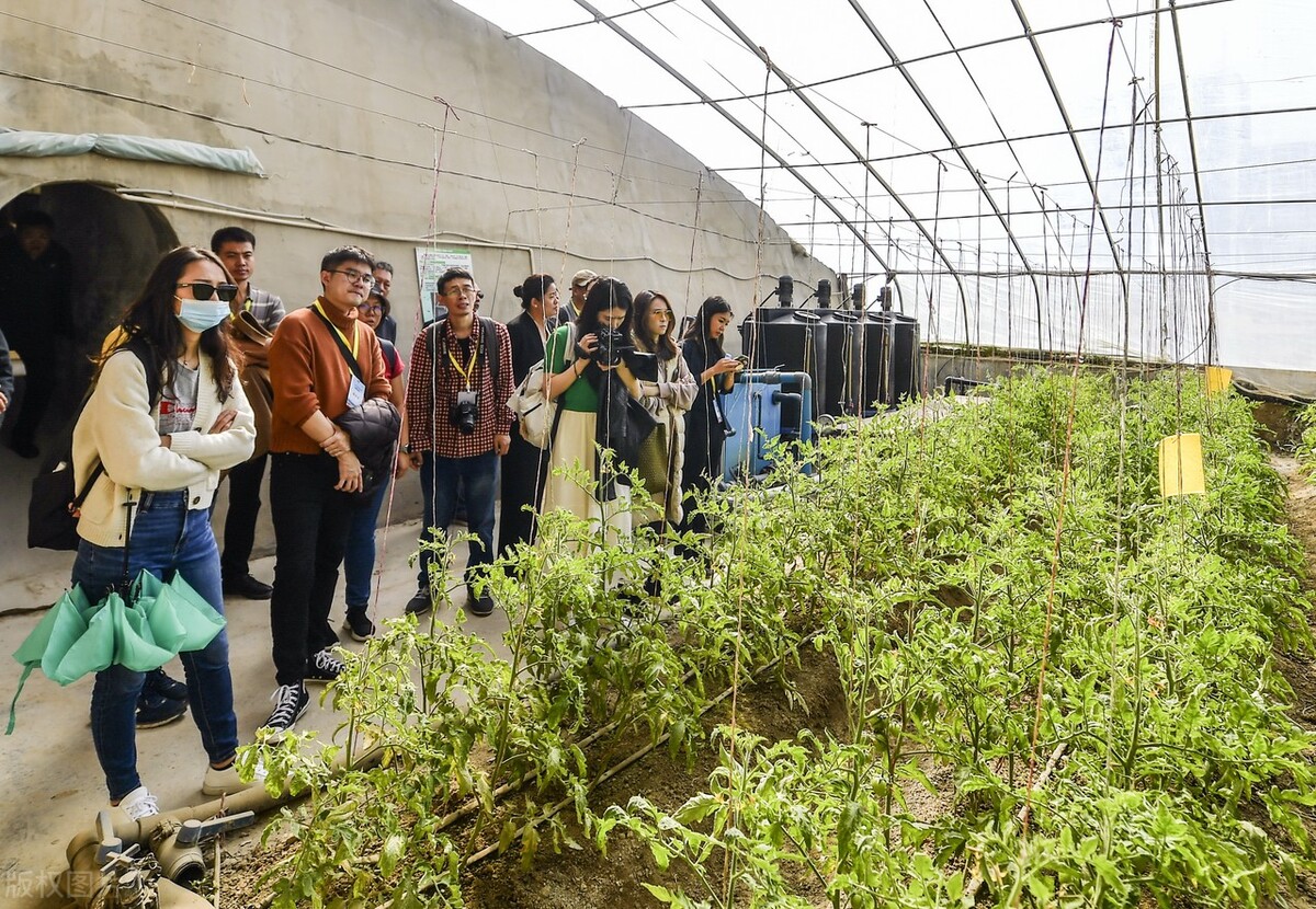 图片[5]-【耕地多样化种植指南】揭秘哪些作物可在耕地上种植，助力农民增收-安远脐橙网-江西赣南脐橙批发、零售、代理综合信息平台