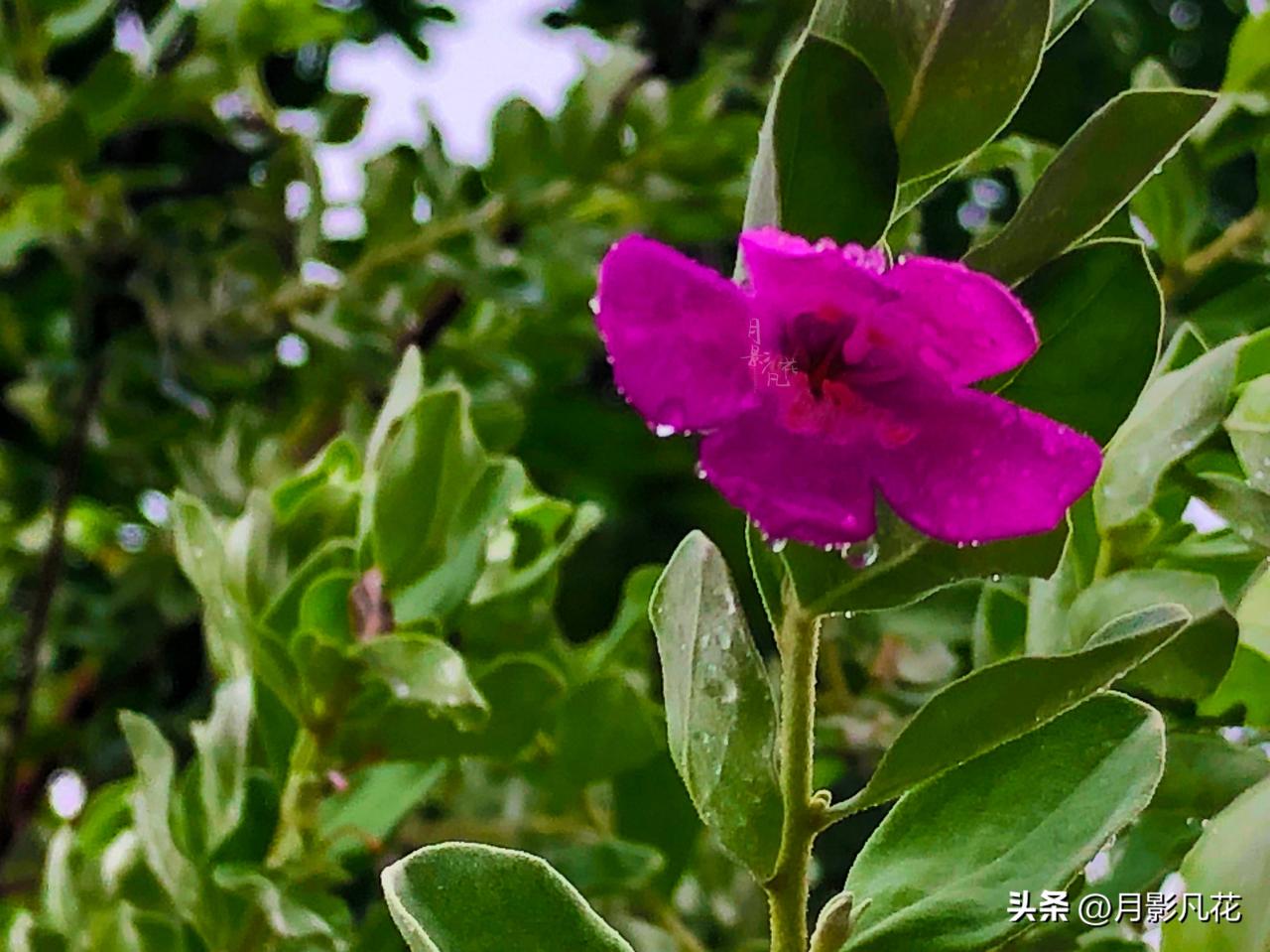 【预测风雨的神奇植物】红花玉芙蓉：坚韧之美与神秘传说