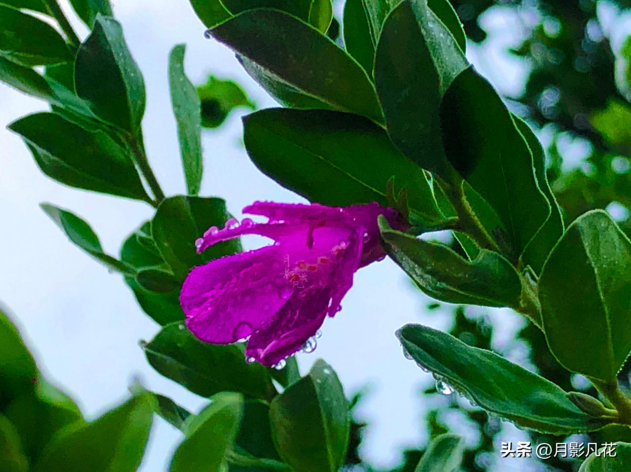 【预测风雨的神奇植物】红花玉芙蓉：坚韧之美与神秘传说