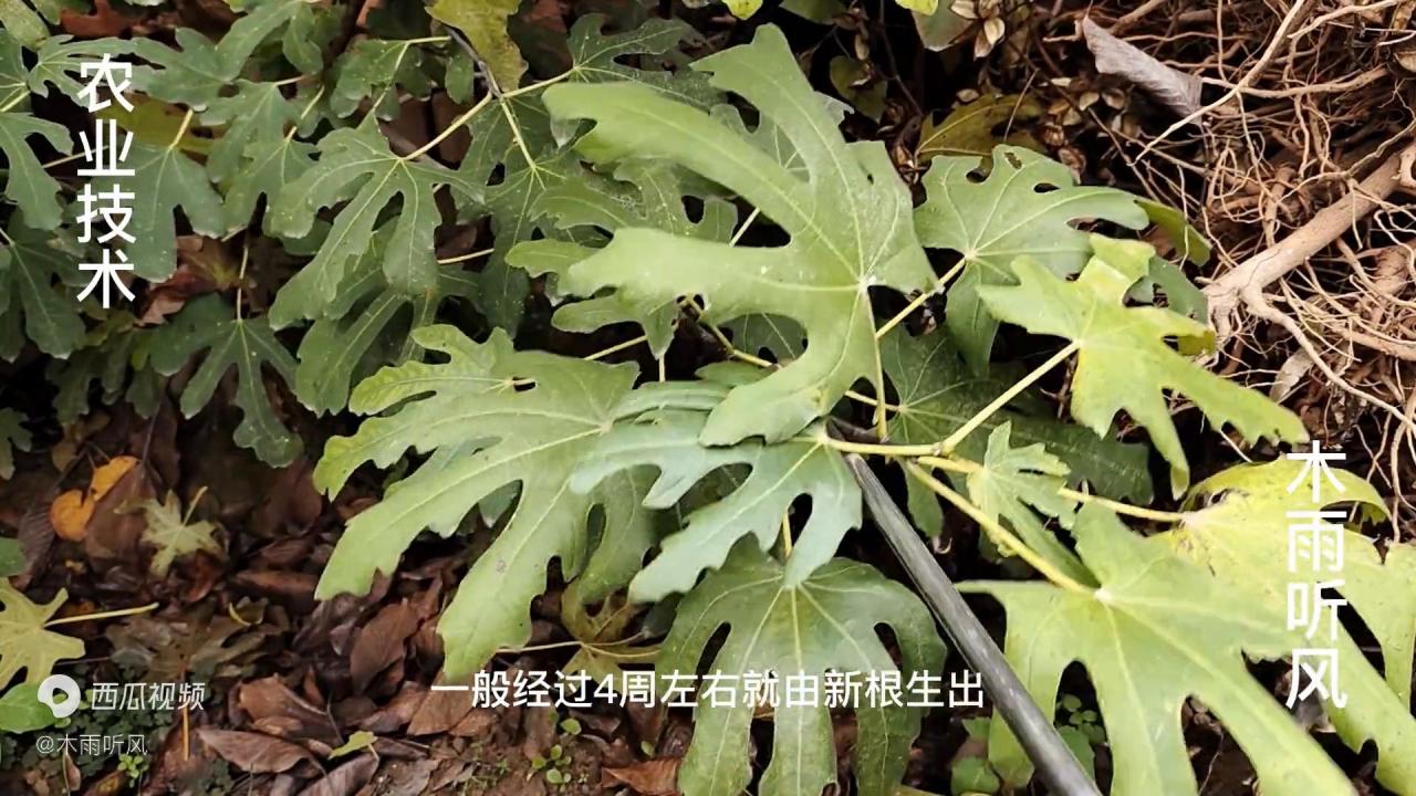 【无花果种植攻略】移栽技巧大揭秘，提高成活率，丰收不是梦！