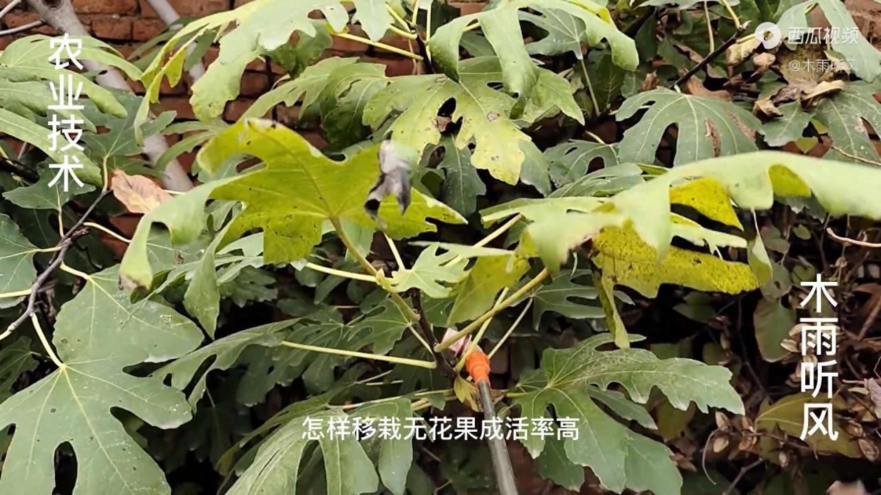 【无花果种植攻略】移栽技巧大揭秘，提高成活率，丰收不是梦！