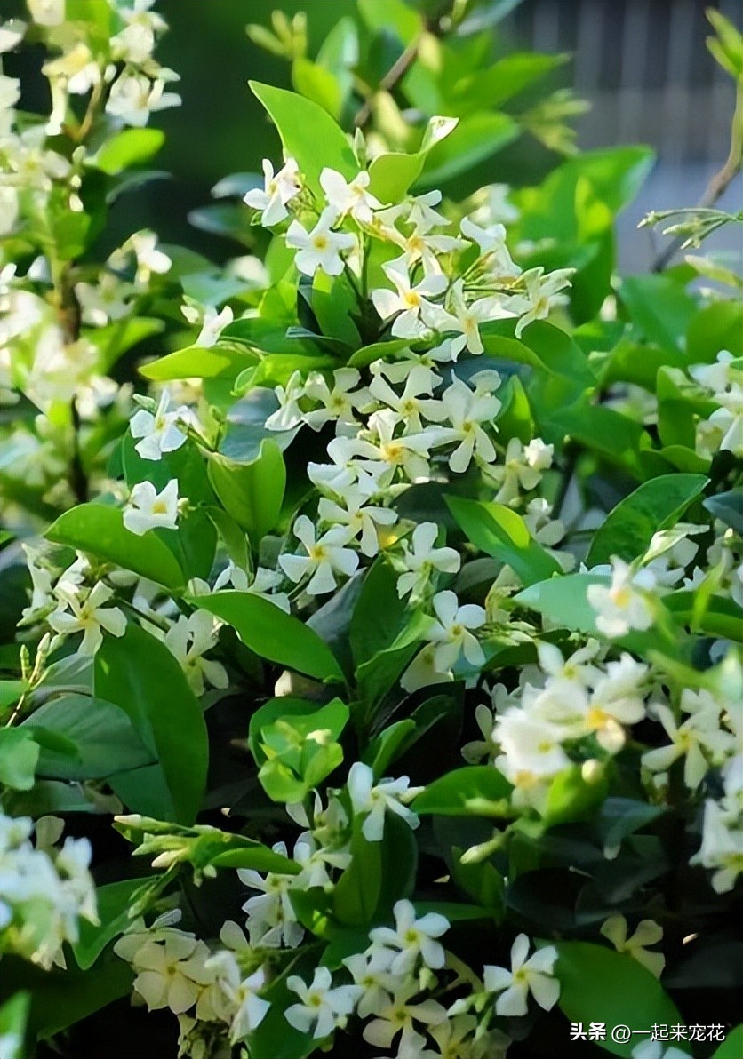 居家种植香茶菜、风车茉莉、茉莉花等五种花香浓郁花卉推荐！