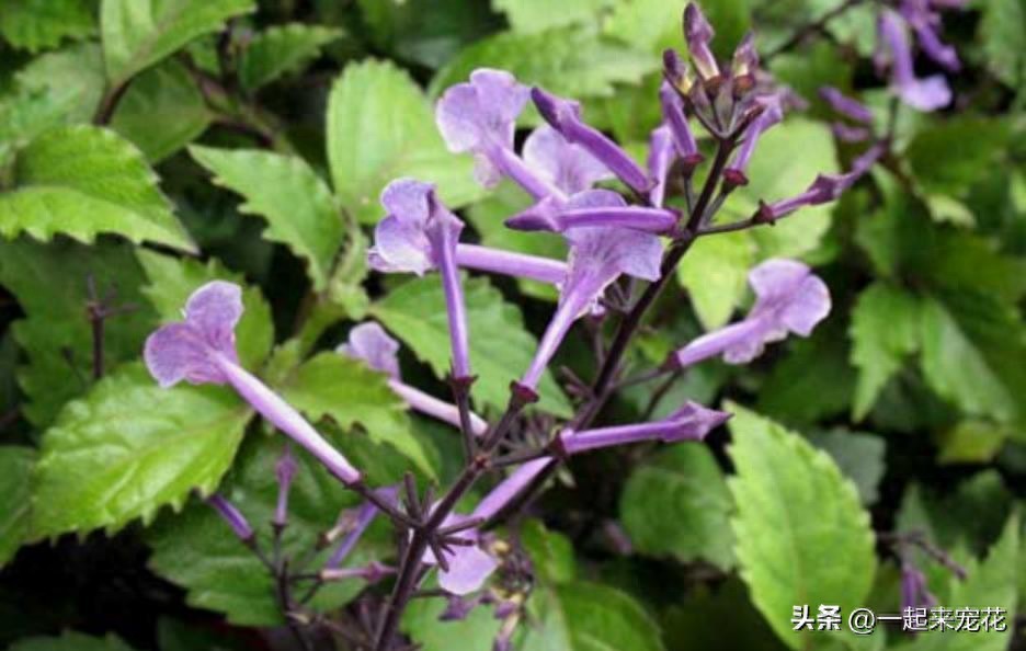 居家种植香茶菜、风车茉莉、茉莉花等五种花香浓郁花卉推荐！