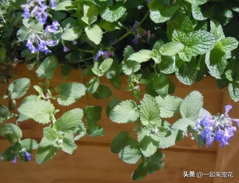 居家种植香茶菜、风车茉莉、茉莉花等五种花香浓郁花卉推荐！