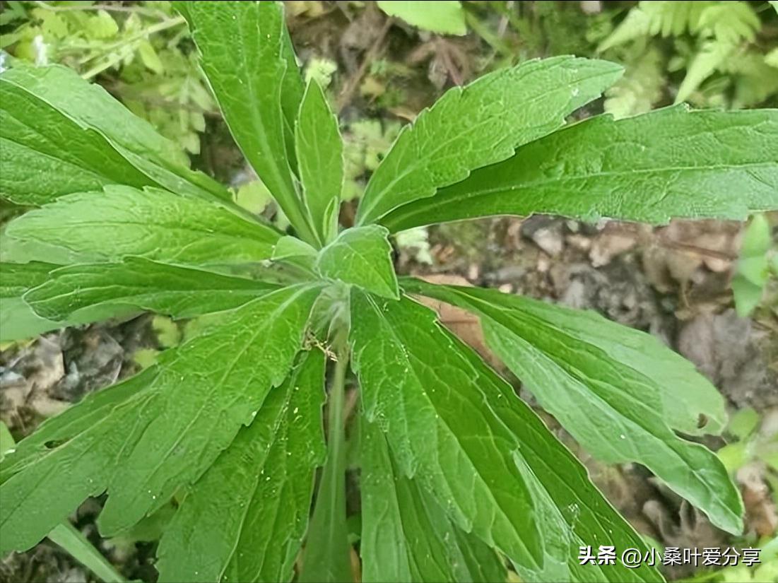 图片[5]-揭秘飞蓬草的惊人用途，从野草到观赏植物的华丽转身！-安远脐橙网-江西赣南脐橙批发、零售、代理综合信息平台